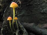 Mycena acicula 