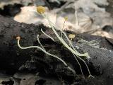 Mycena acicula 