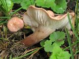 Rugosomyces carneus 