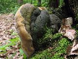 Phellinus robustus 