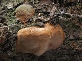 Phellinus robustus