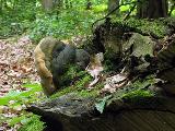 Phellinus robustus 