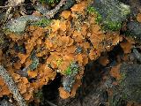 Trichophaea brunnea
