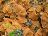 Trichophaea brunnea