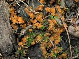 Trichophaea brunnea