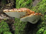 Buglossoporus quercinus