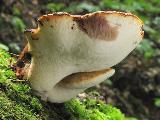 Buglossoporus quercinus