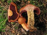 Cortinarius purpureus