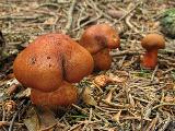 Cortinarius phoeniceus 