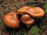 Cortinarius phoeniceus 