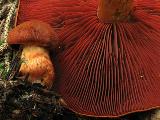 Cortinarius purpureus