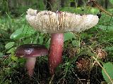 Russula queletii 