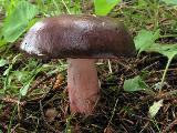 Russula queletii