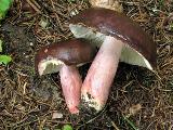 Russula queletii 