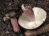 Russula queletii