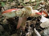 Russula rosea