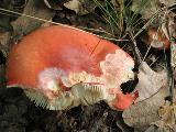 Russula rosea 