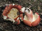 Russula rosea 