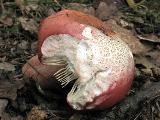 Russula rosea