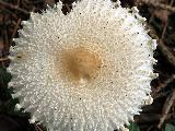 Lepiota clypeolaria 