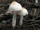 Lepiota clypeolaria 