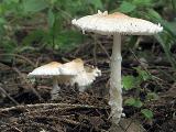 Lepiota clypeolaria