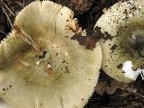 Russula aeruginea