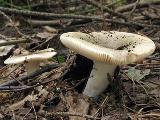 Russula aeruginea 