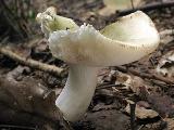 Russula aeruginea 