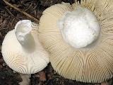 Russula aeruginea 