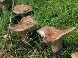 Russula olivacea 