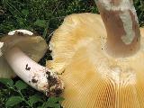 Russula olivacea