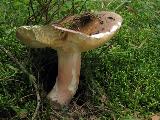 Russula olivacea 