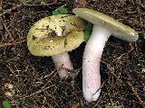 Russula violeipes 