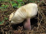 Russula violeipes 