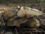 Russula violeipes 