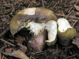 Russula violeipes 