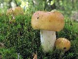 Russula foetens