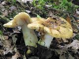 Russula foetens 