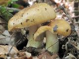 Russula foetens 