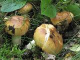 Russula foetens 