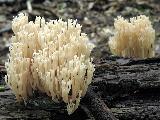 Artomyces pyxidatus