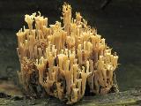 Artomyces pyxidatus