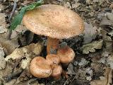 Lactarius quietus