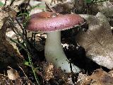 Russula caerulea