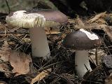 Russula caerulea 