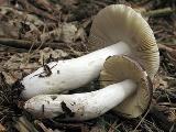 Russula caerulea 