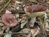 Russula caerulea