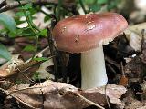 Russula caerulea 