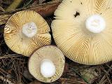 Russula caerulea 